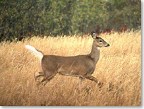 White-tailed deer running with its tail flipped up