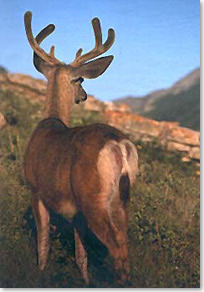 Mule deer standing against a hillside