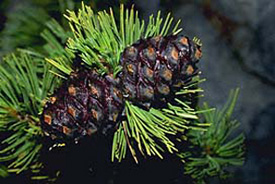 whitebark pine cone