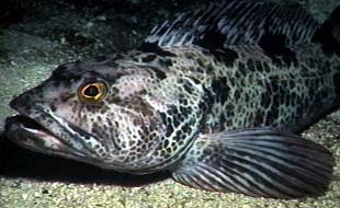 Lingcod are non-migratory making them susceptible to over harvesting
