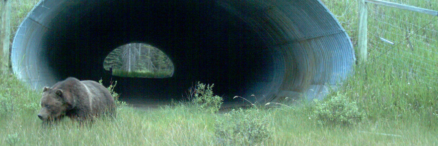 grizzly exiting a wildlife underpass