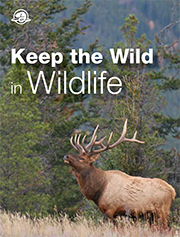 Keep the Wild in Wildlife