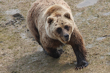 A grizzly bear faces the camera. The photo is taken from a slight angle above the bear.