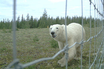A polar bear walks through the grass. There is a wire fence between the bear and the viewer.
