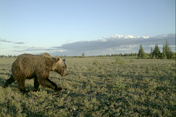 A grizzly bear walks through the grass.