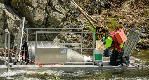 A volunteer on a smolt wheel in the Upper Salmon River