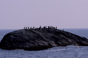 Cormorants perched on boulders