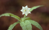Star-flower