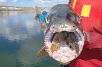 large fish with small fish in it's mouth 