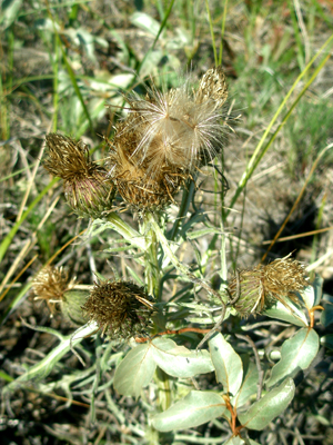  Pitcher’s Thistle going to seed