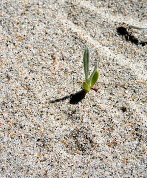 A Pitcher's Thistle seedling at the Oiseau Creek site in 2014