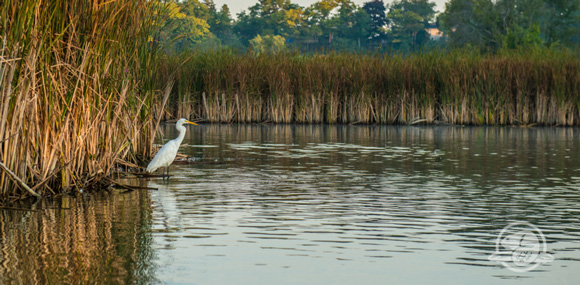 A bird standing in a marsh in Rouge National Urban Park