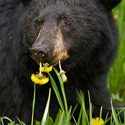 Plants and berries remain bear's preferred food.