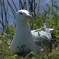 Herring gull nesting in low vegetation