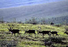 Small group of mature caribou with antlers traveling across a grassy slope