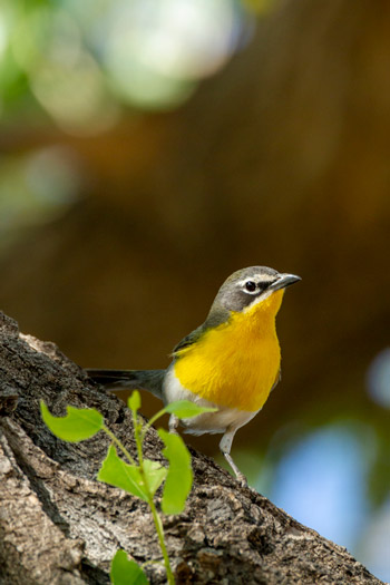 Yellow-breasted chat perched on a tree