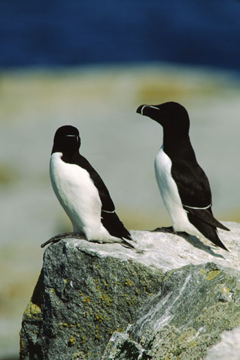 Two razorbills sitting on a rock with the sea in the background