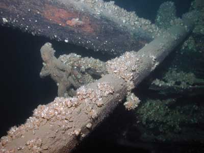 Figure de proue  recouverte de moules sur le navire Scourge. LHN Hamilton-Scourge, ON.(2008)