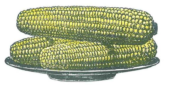 Dessin patrimonial du maïs