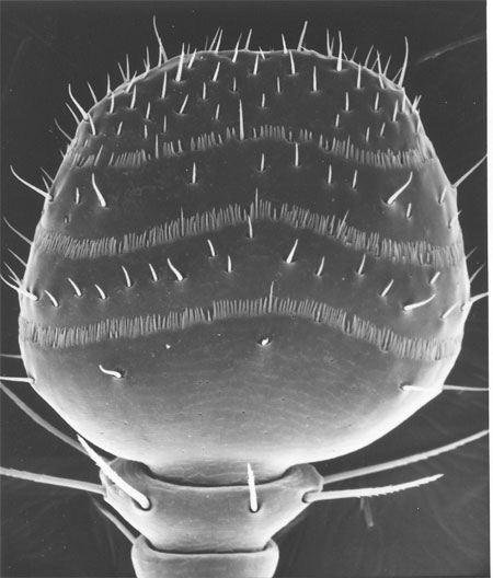 L'image montre une antenne du Dendroctone rouge de l'épinette, qui infeste la base d'un grand nombre d'espèces de pins.