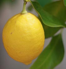 Des limons