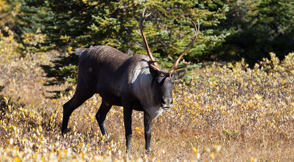 Caribou des bois © Parcs Canada / R. Gruys