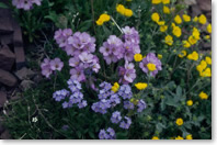 plusieurs types de superbes fleurs alpines basses