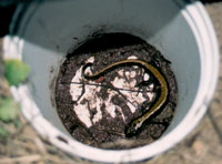 Salamandre dans le piège à fosse