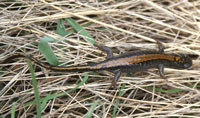 Gros-plan d'une salamandre dans l'herbe
