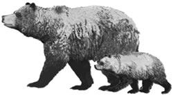 Ours grizzli et son petit