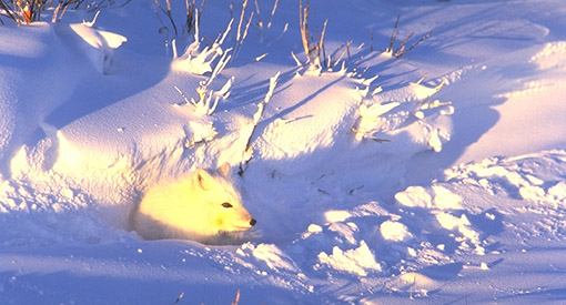 Un renard blanc bien installé dans la neige regarde vers la droite.