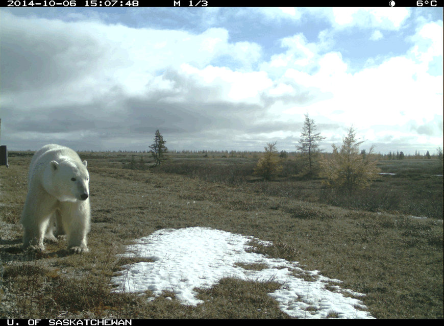 Un GIF animé montre un seul ours polaire s’arrêtant devant une plaque de neige pour y prendre une bouchée.