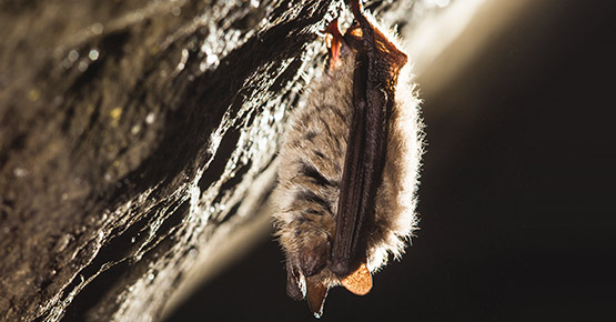 Une chauve-souris suspendue dans une caverne