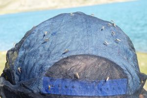 les moustiques sur le chapeau