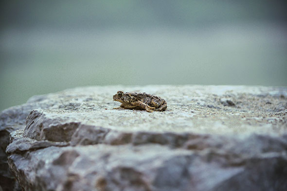 Toad on a rock