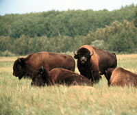 Troupeau de bisons des prairies.