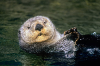 A mature sea otter on its back