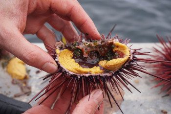 A split-open sea urchin held in the hand.