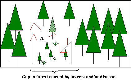 Graphic showing a gap in the forest caused by insects and/or disease