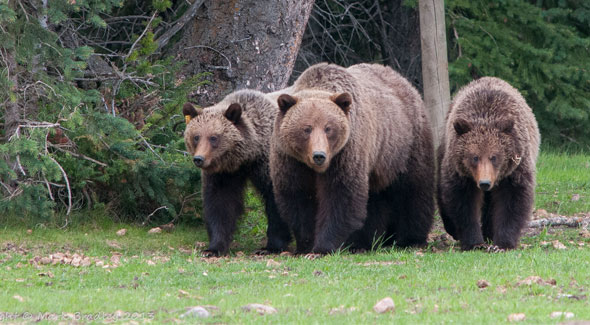 Grizzly Bear © M. Bradley