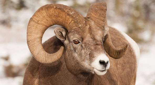 Bighorn Sheep © R. Gruys