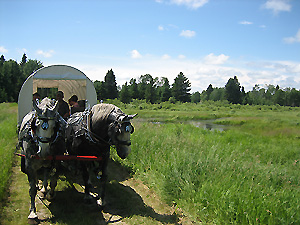 Horse drawn wagon