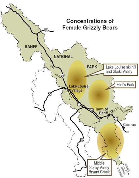 Concentrations of female grizzly bears in Banff National Park © Parks Canada