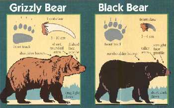 Drawings of grizzly bear and black bear