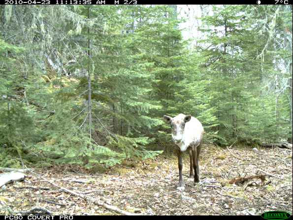 Caribou photographed by a motion-activated camera on Otter Island in April 2010