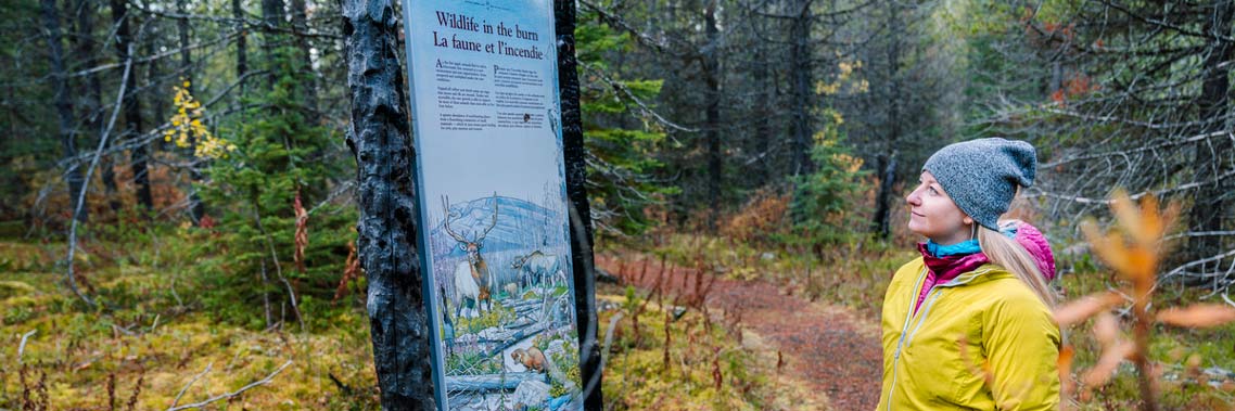 A woman reads an interpretive sign on the Fireweed Loops Trail in autumn.